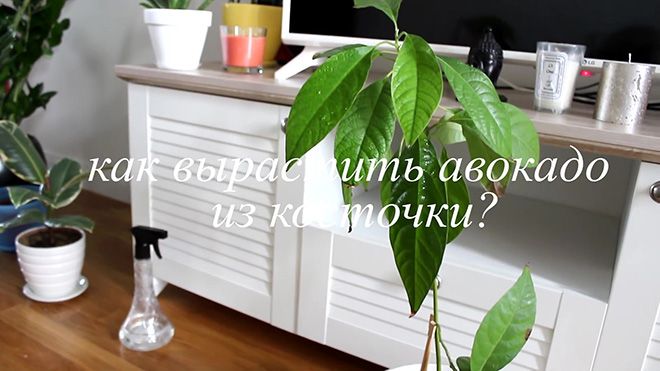 Як виростити авокадо з кісточки: посадка кісточки в домашніх умовах