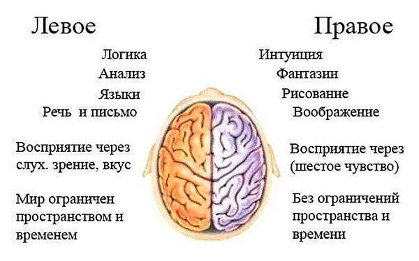 Органи відчуттів Органи відчуттів