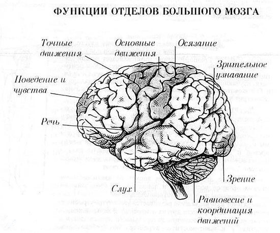 Головний мозок: функції Головний мозок: функції