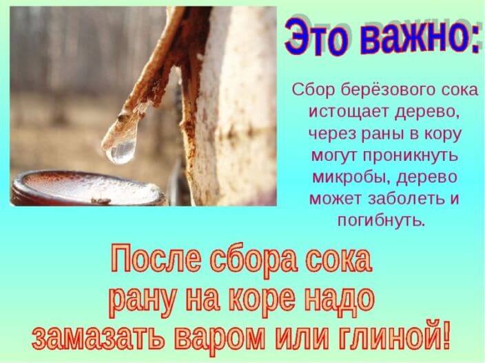 kak sobirat berezovyj sok