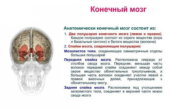 Кінцевий мозок Кінцевий мозок