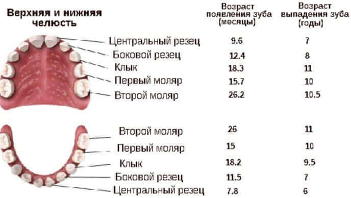 Порядок випадання молочних зубів у дітей Порядок випадання молочних зубів у дітей