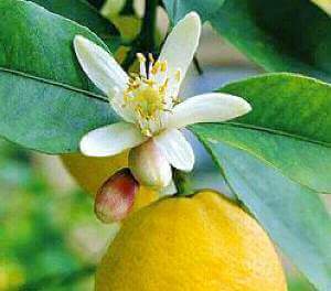 лікувальні властивості лимона лікувальні властивості лимона