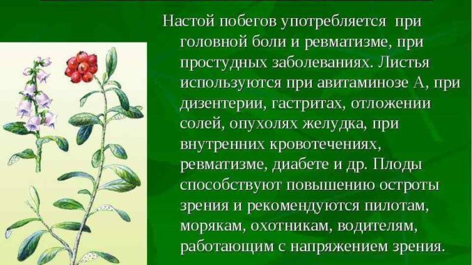 Брусниця підвищує або знижує тиск? Брусниця підвищує або знижує тиск?