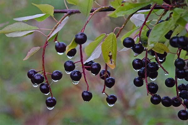 Сонник черемха: до чого сниться і що означає сон про черемху