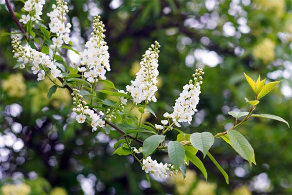 Сонник черемха: до чого сниться і що означає сон про черемху