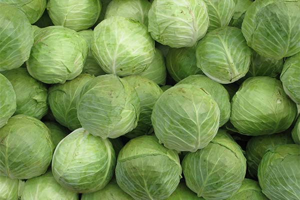 Сонник капуста: до чого сниться і що означає сон про капусту