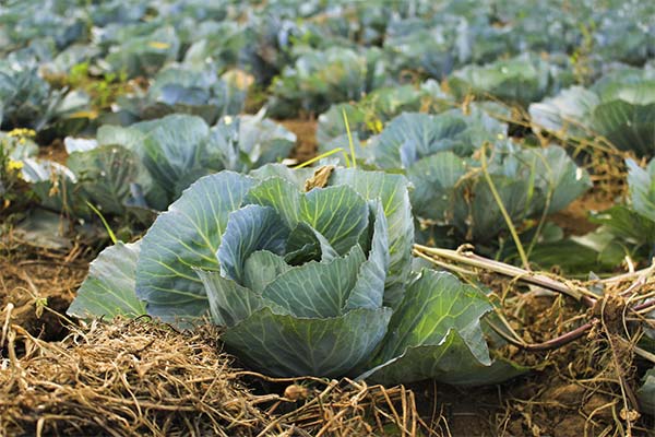 Сонник капуста: до чого сниться і що означає сон про капусту