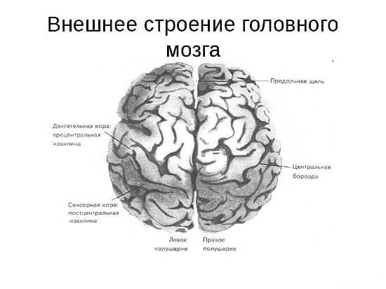 Головний мозок будова Головний мозок будова