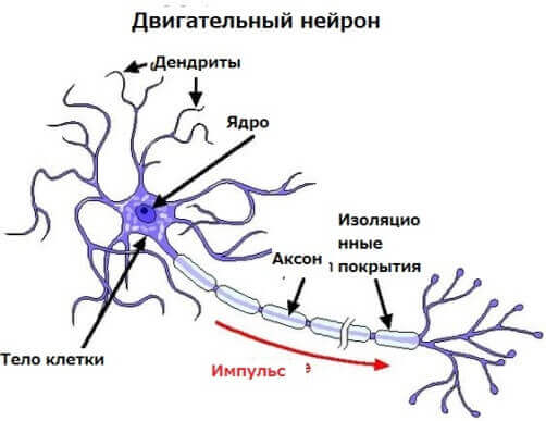 Будова рухового нейрона Будова рухового нейрона