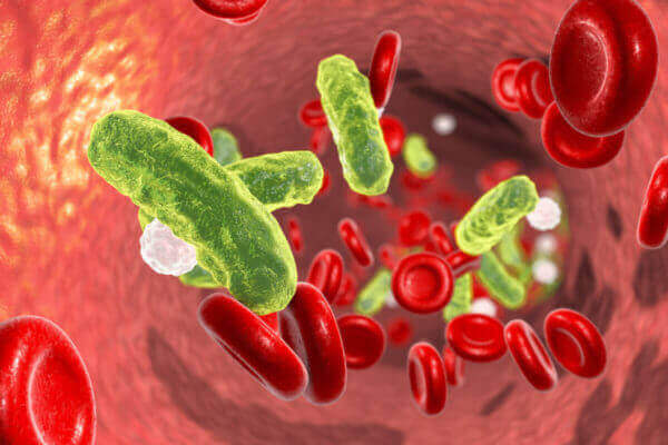 Staphylococcus Aureus Staphylococcus Aureus