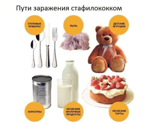 Шляхи зараження стафілококом Шляхи зараження стафілококом