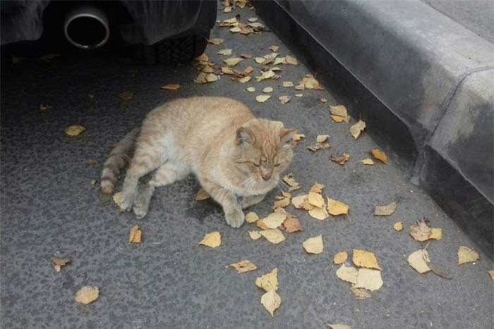 Прикмета: збив кішку на машині, до чого розчавити