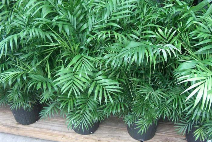 Прикмети про хамедорею елеганс: чи можна тримати вдома