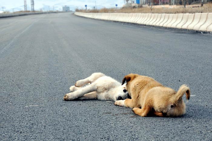 Збив собаку на машині: прикмета, до чого це і що робити