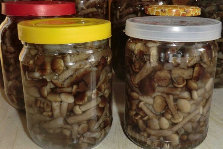 Опеньки на зиму: 15 швидких та смачних рецептів заготівель