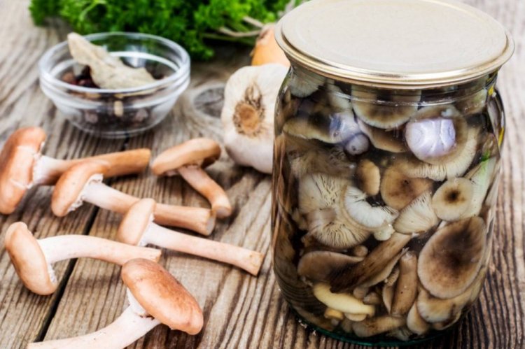 Опеньки на зиму: 15 швидких та смачних рецептів заготівель