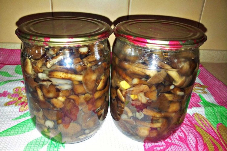 Опеньки на зиму: 15 швидких та смачних рецептів заготівель