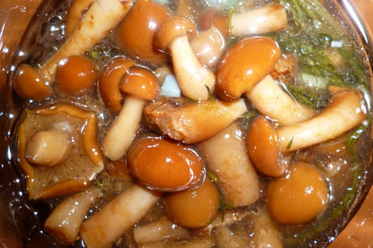 Опеньки на зиму: 15 швидких та смачних рецептів заготівель