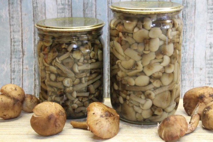 Опеньки на зиму: 15 швидких та смачних рецептів заготівель