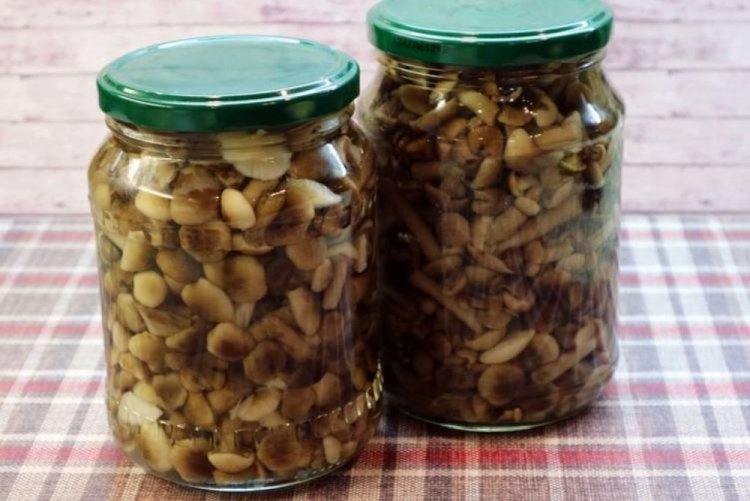 Опеньки на зиму: 15 швидких та смачних рецептів заготівель