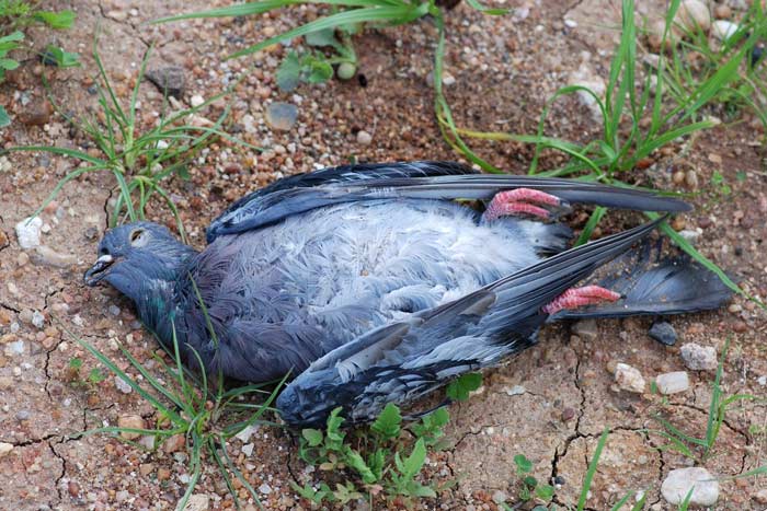 Прикмети про мертвого голуба: побачити на балконі, дорозі, вулиці