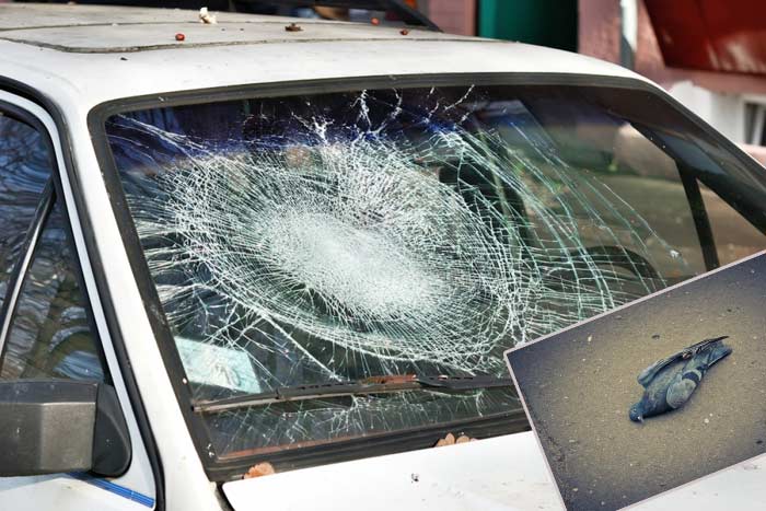 Прикмети про мертвого голуба: побачити на балконі, дорозі, вулиці