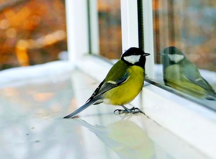 Прибігла синичка: Знаки з долі – коли синичка прилітає на вікно.